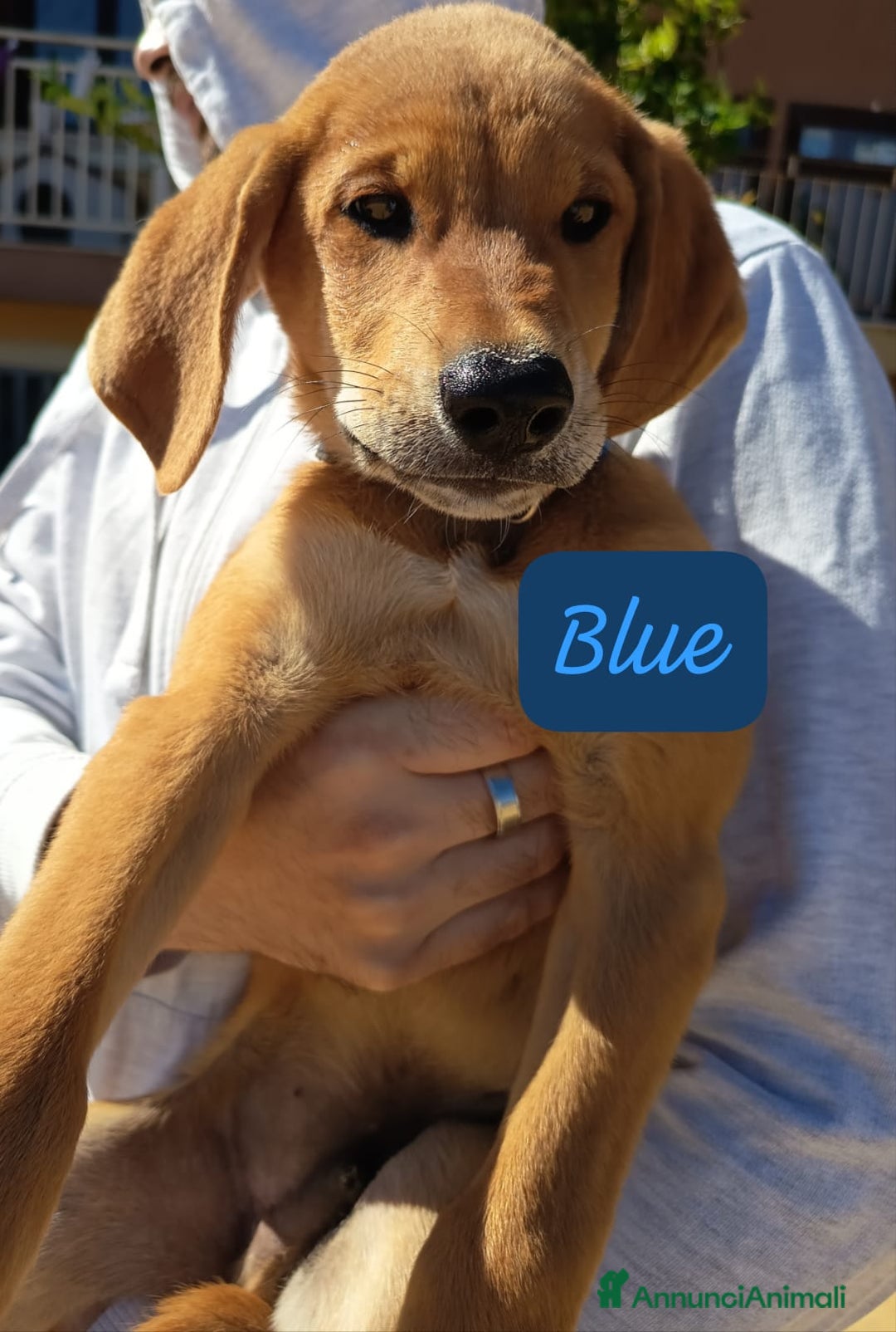 Meticcio cani in regalo: 5 cuccioli per 5 famiglie - Annuncio 3