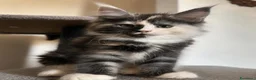Maine Coon gatti in vendita: Maine Coon  a Provincia di Pavia - Annuncio 6