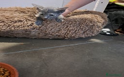 Meticcio gatti in regalo: LA SPLENDIDA TEMPESTA - Immagine 1