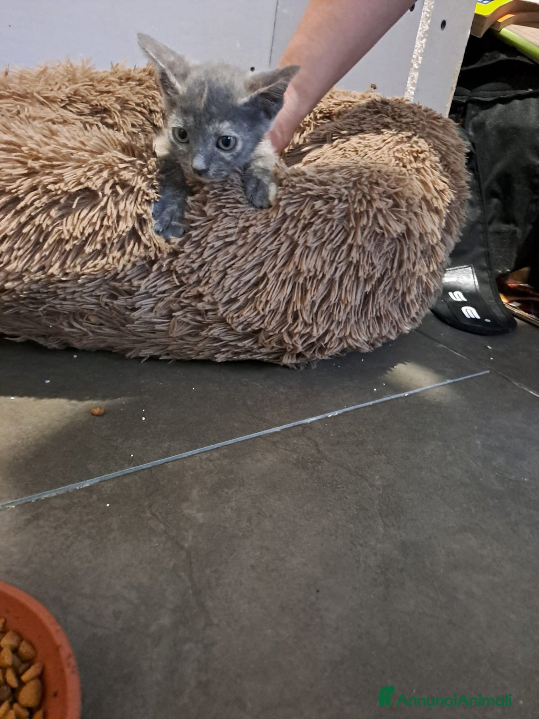 Meticcio gatti in regalo: LA SPLENDIDA TEMPESTA - Annuncio 1