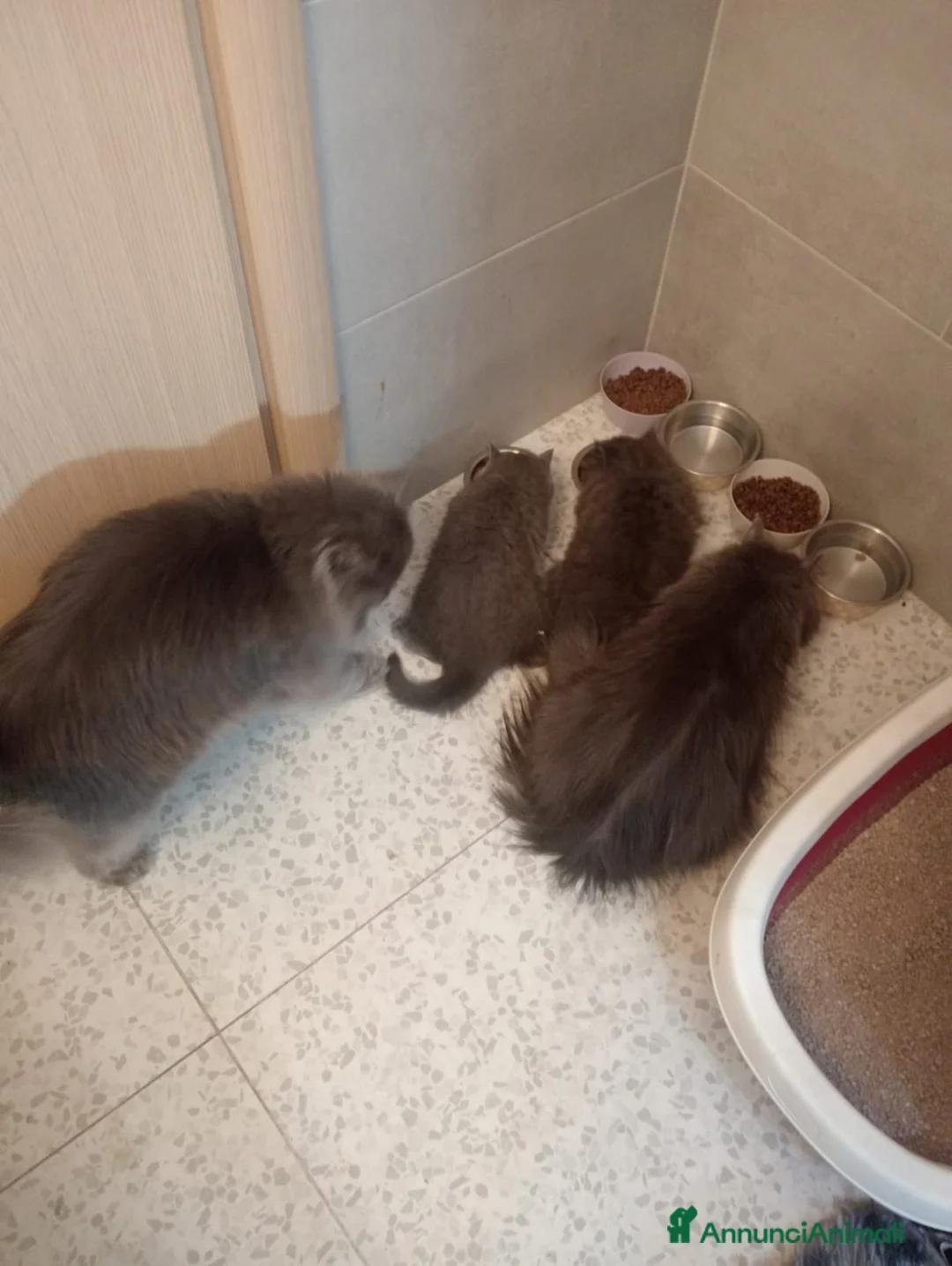 Altre razze gatti in vendita: Vendita  - Annuncio 2