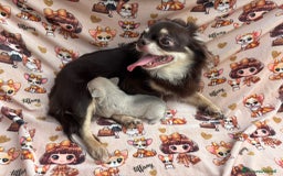 Chihuahua cani in vendita: Chiuhuha Femmina mini toy a Provincia di Monza e della Brianza - Immagine 4