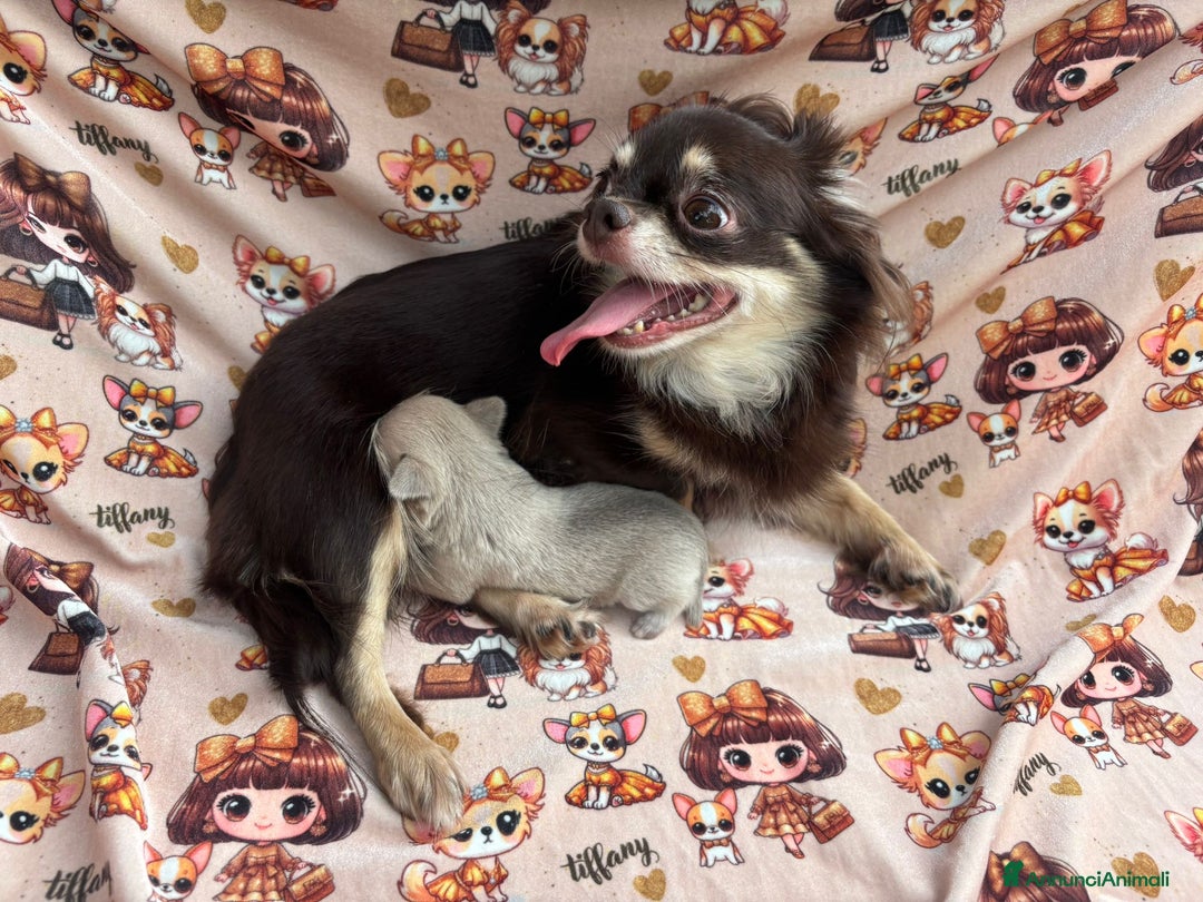 Chihuahua cani in vendita: Chiuhuha Femmina mini toy a Provincia di Monza e della Brianza - Immagine 4