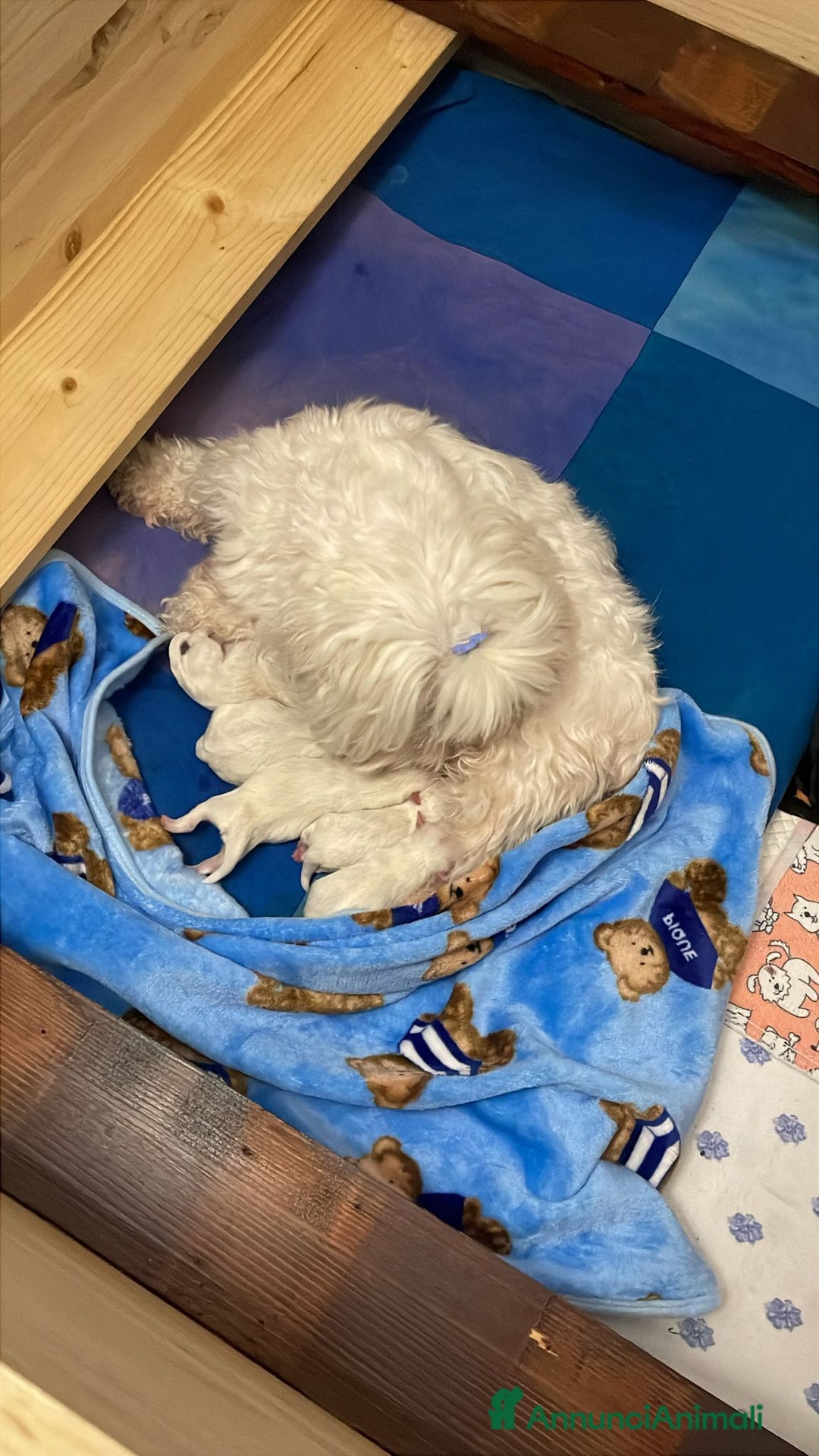 Maltese cani in vendita: Cuccioli di maltese - Annuncio 3