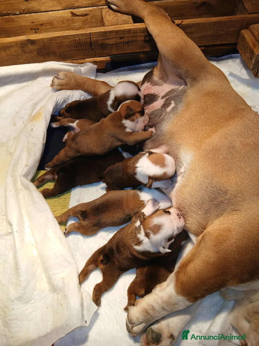 Bulldog cani in vendita: Cuccioli Bulldog Inglese  - Annuncio 5