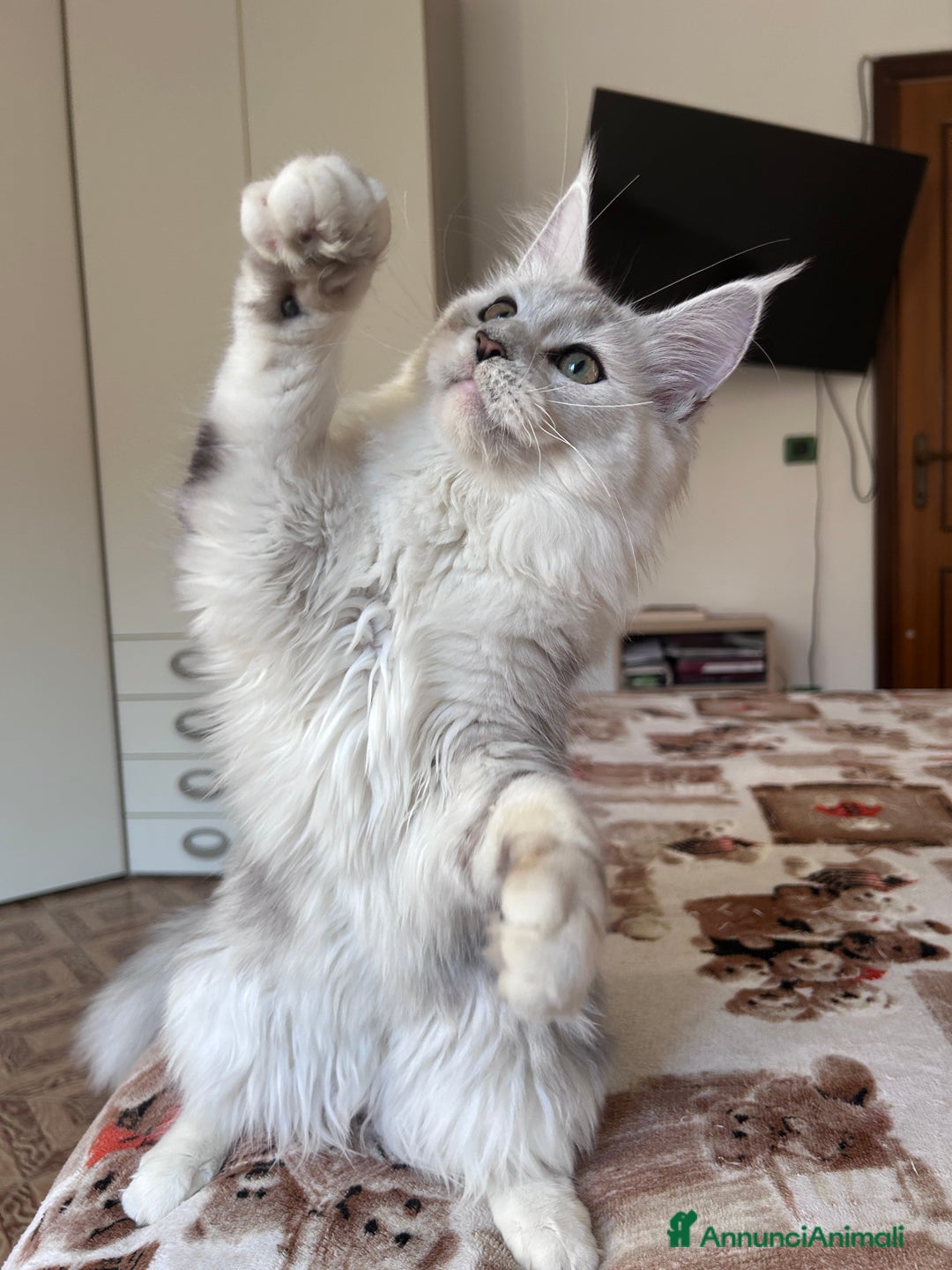 Maine Coon gatti in vendita: Femmina Maine Coon shaded - Annuncio 3