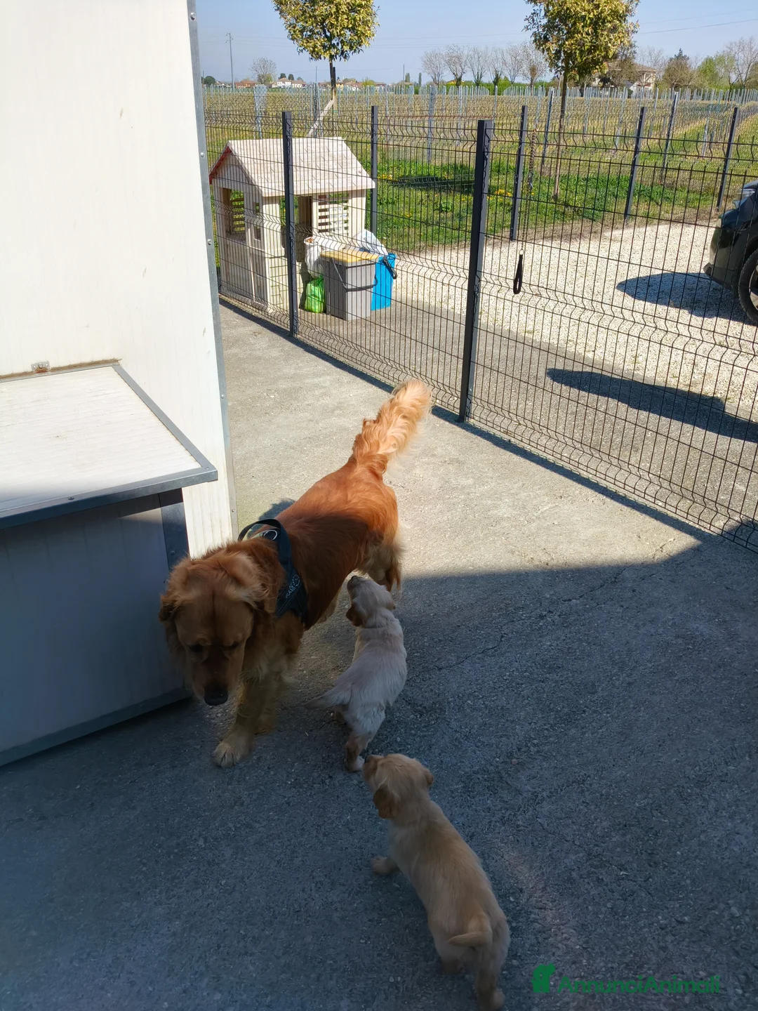 Golden Retriever cani in vendita: Cuccioli di Golden retriever  a Provincia di Padova - Annuncio 5