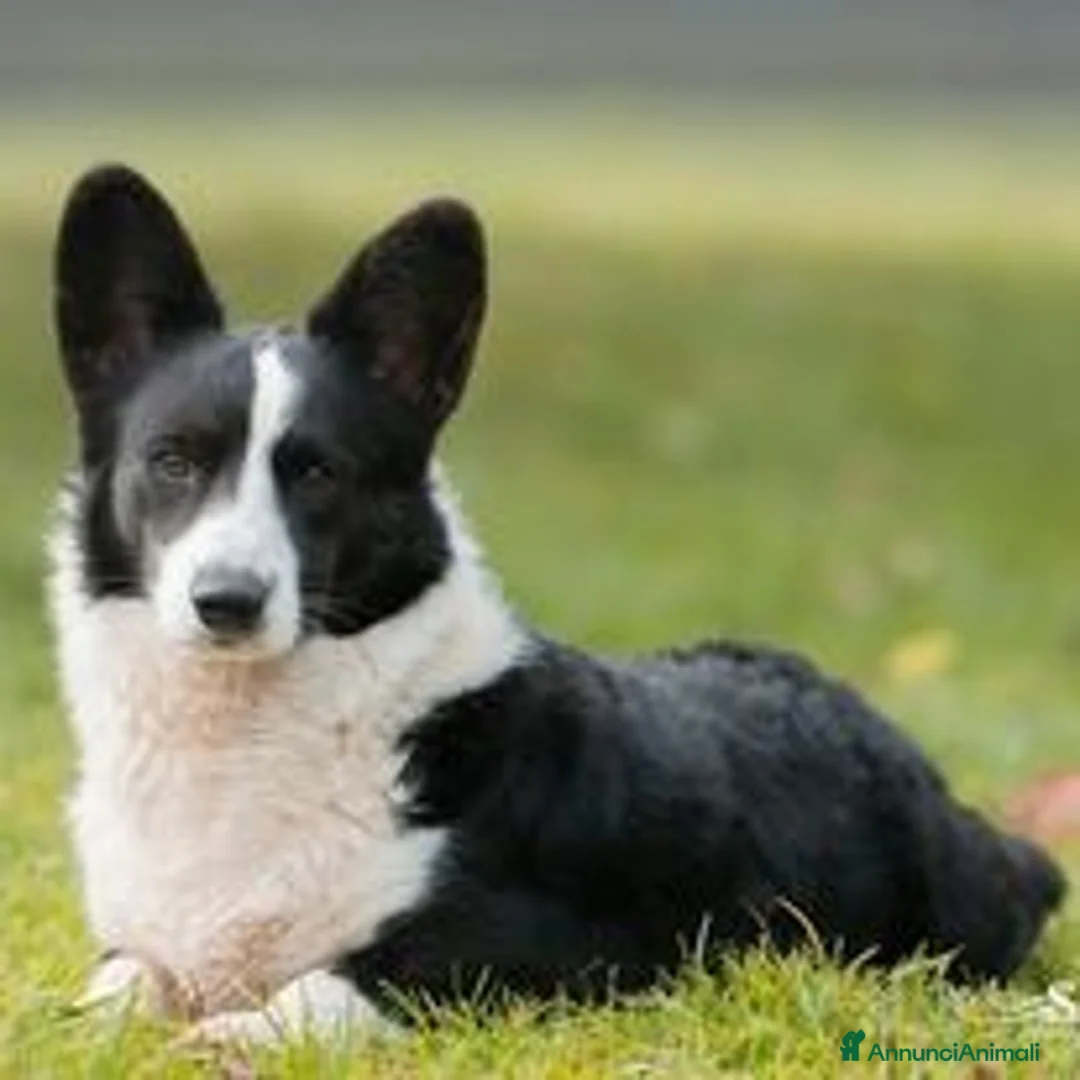 Immagine della galleria {{count}}