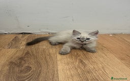 Siberiano gatti in vendita: cuccioli siberiani ipoallergenici  a Provincia di Arezzo - Immagine 3