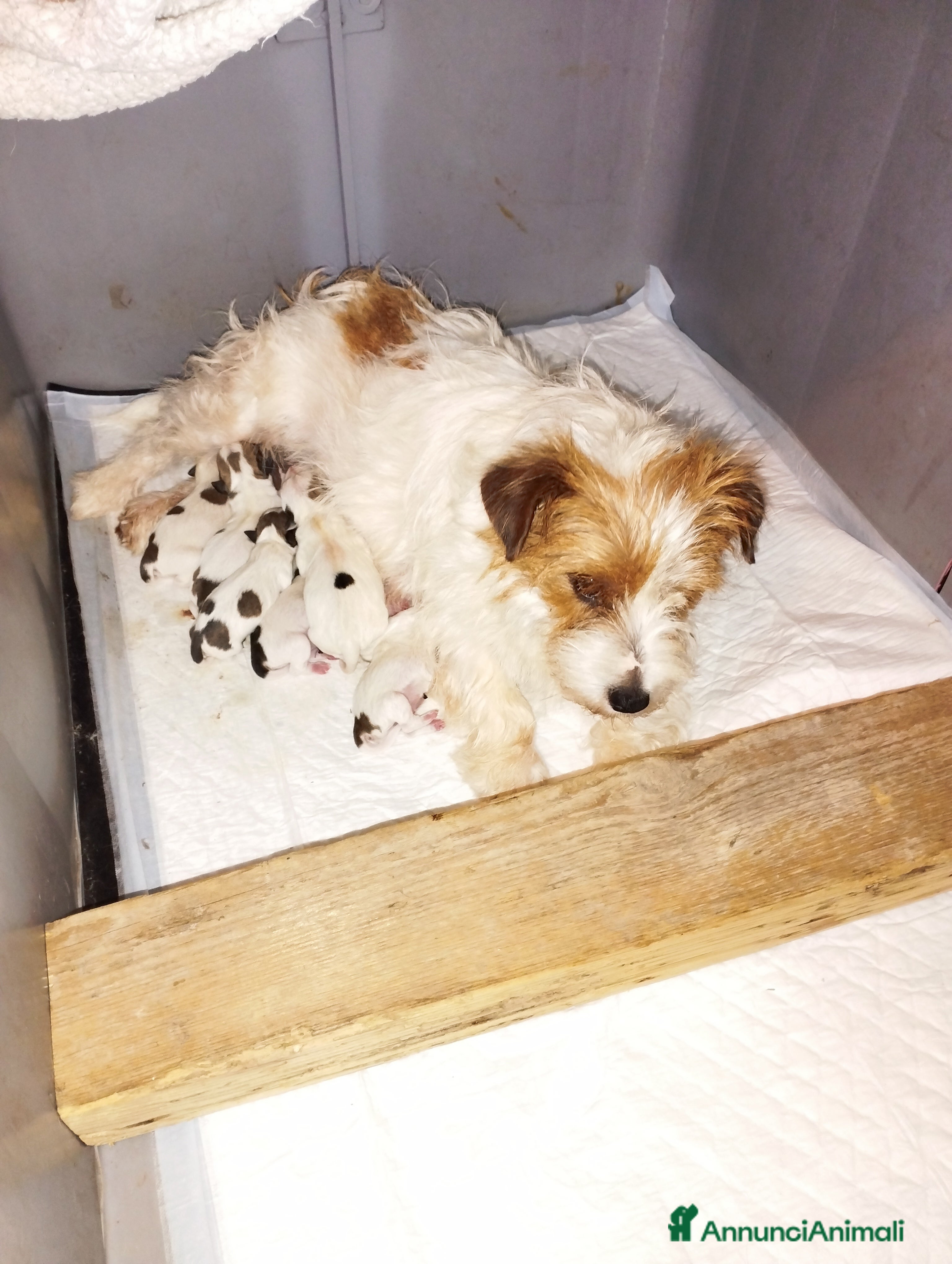 Jack Russell cani Cuccioli di Jack Russell con pedigree  - Annuncio 11