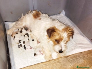 Jack Russell cani Cuccioli di Jack Russell con pedigree - Annuncio 9