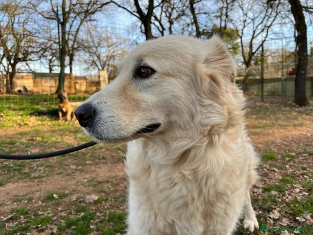 Meticcio cani in regalo: VANIGLIA bella timidina - Annuncio 2