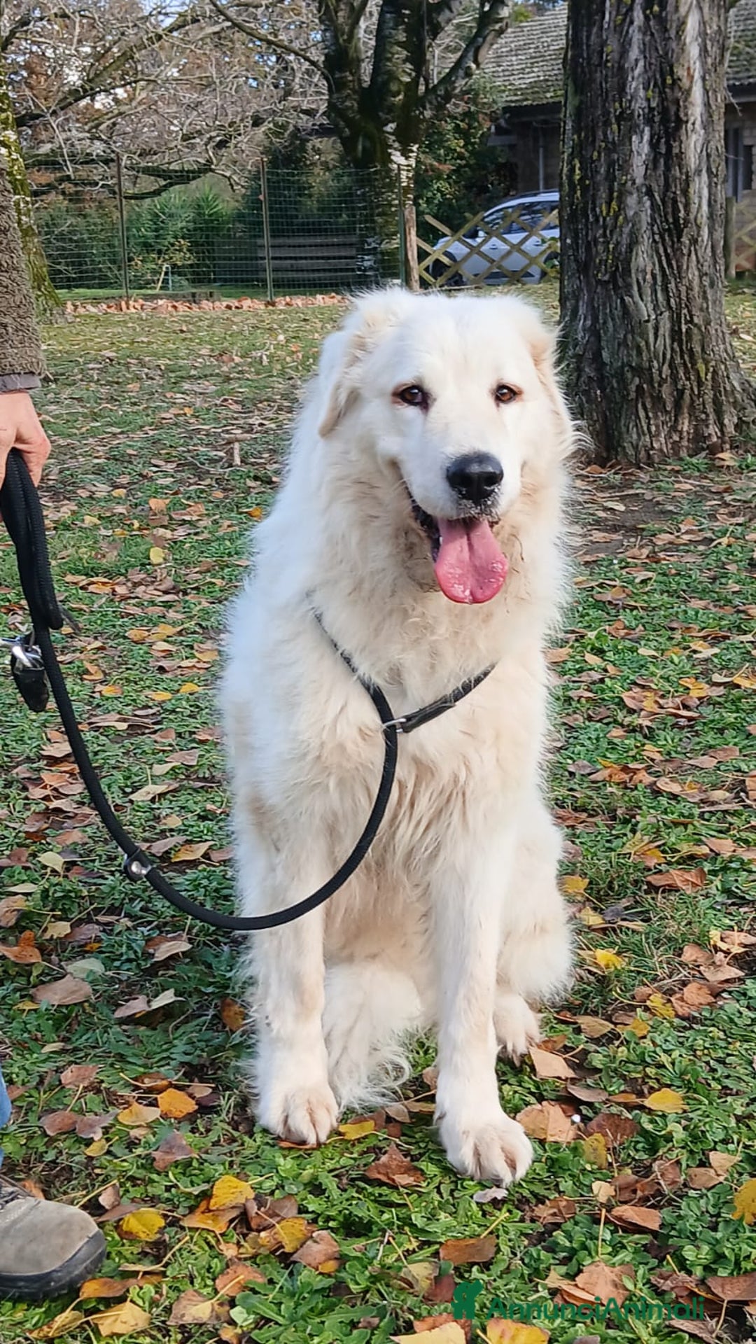 Meticcio cani in regalo: CECILIA UNA VERA LADY IN CANILE, IN ADOZIONE - Annuncio 4