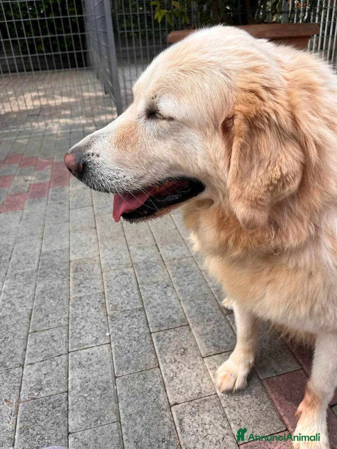 Meticcio cani in regalo: SALOMOME CERCA CASA - Annuncio 13