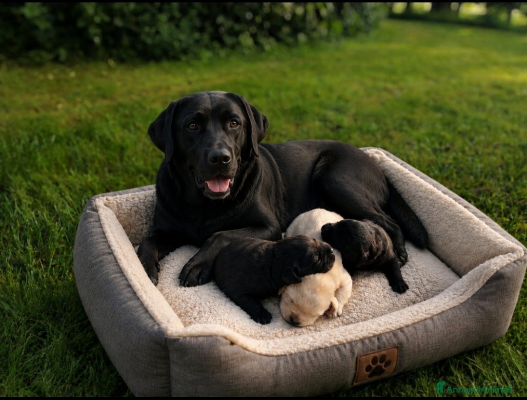 Labrador cani in vendita: Cuccioli Labrador Retriever  - Annuncio 2