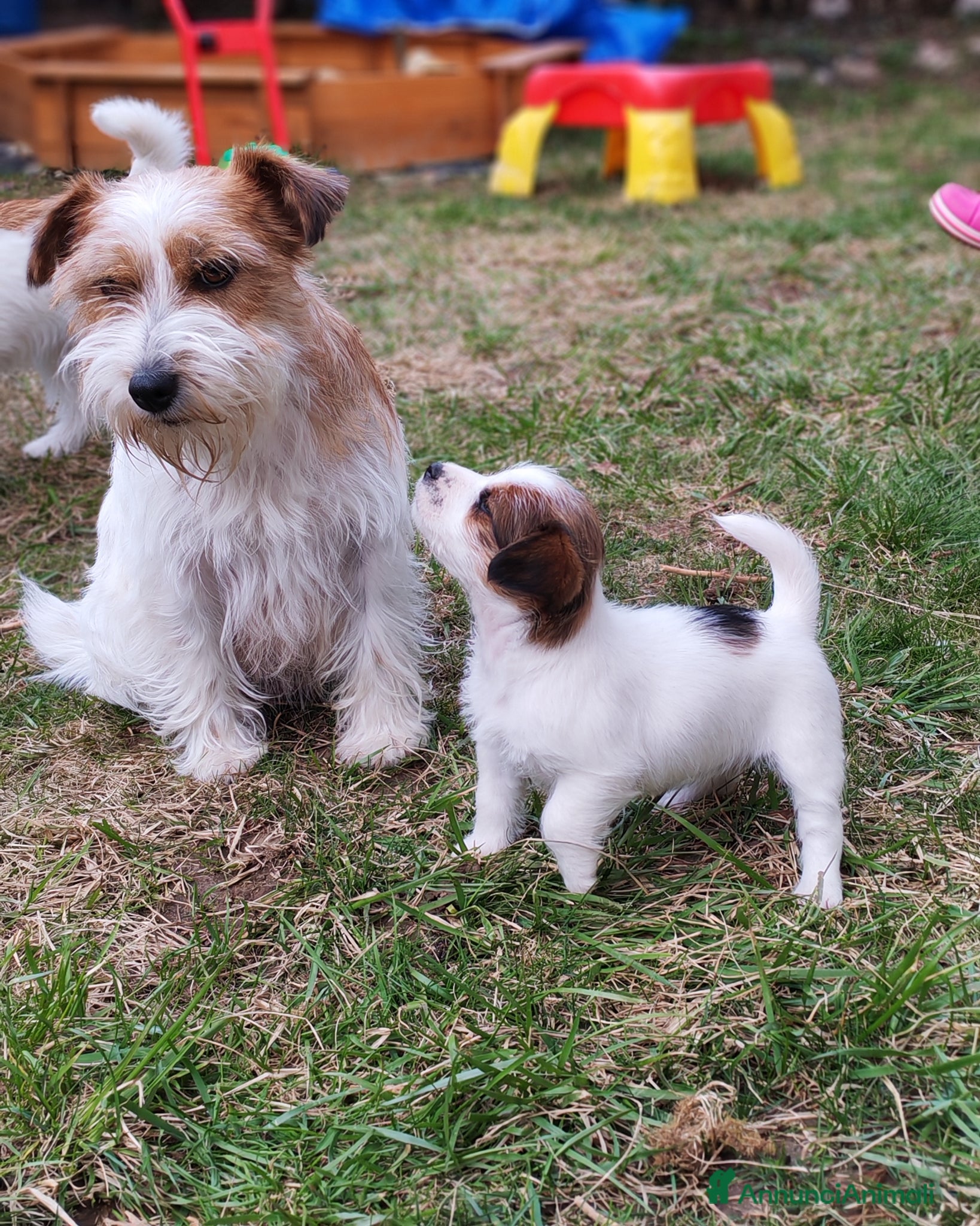 Jack Russell cani Jack Russell  - Annuncio 1