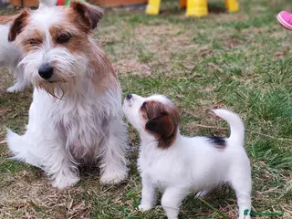 Jack Russell cani Jack Russell - Annuncio 1