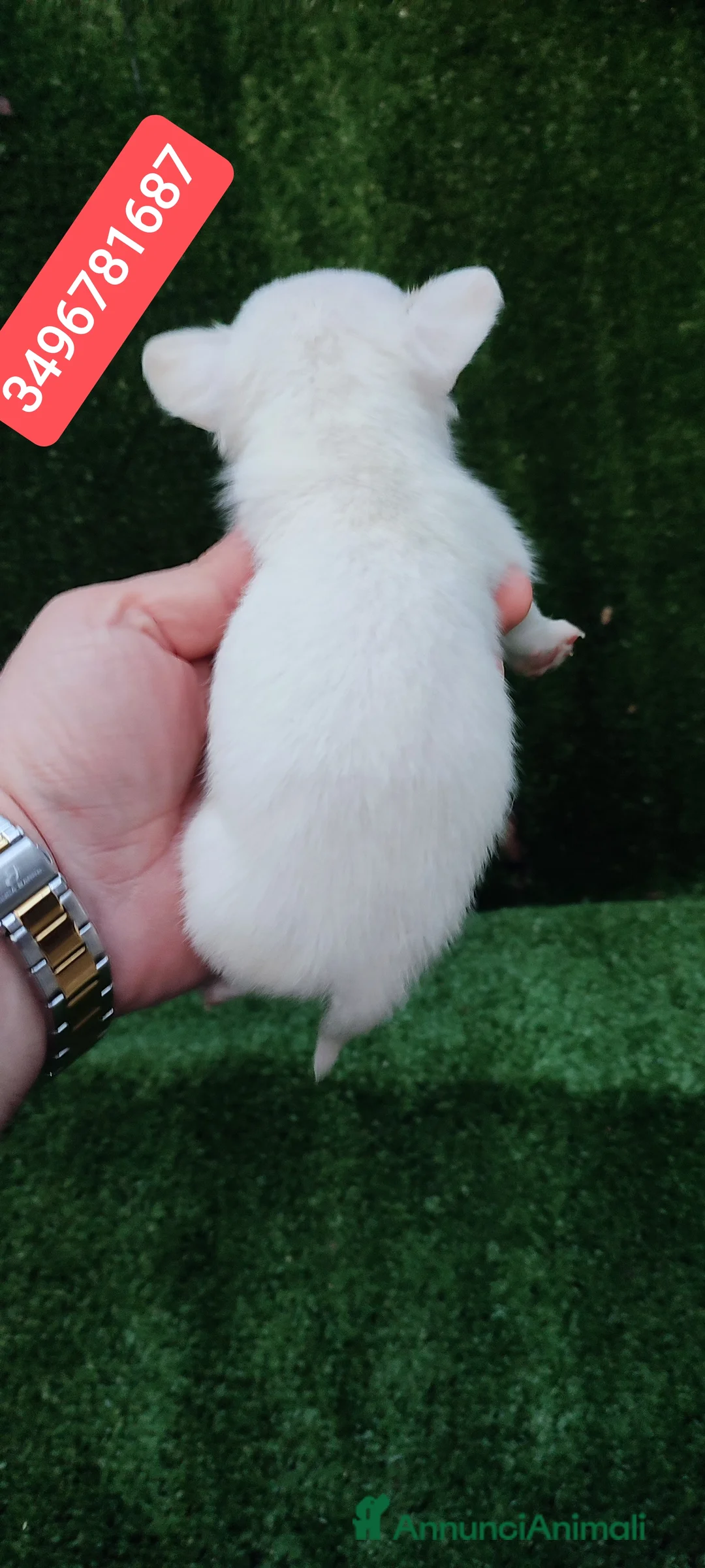 Chihuahua cani in vendita: CHIHUAHUA stupendo cucciolino  - Annuncio 3