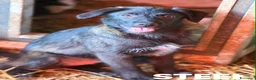 Meticcio cani in regalo: SILVER & STEEL, cuccioli manto argento!  - Annuncio 4