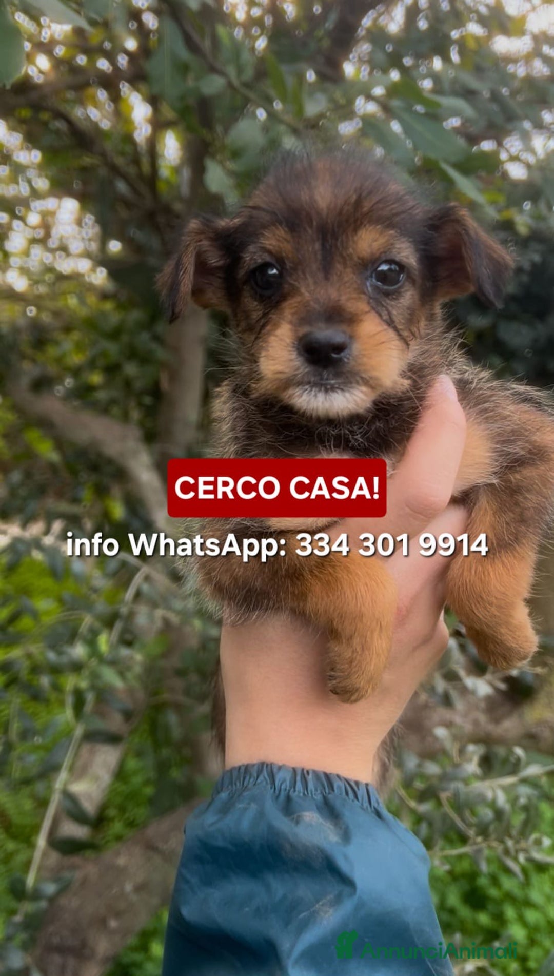 Meticcio cani in regalo: ISA 🩷 - cucciola taglia piccola, cerca famiglia  - Annuncio 1