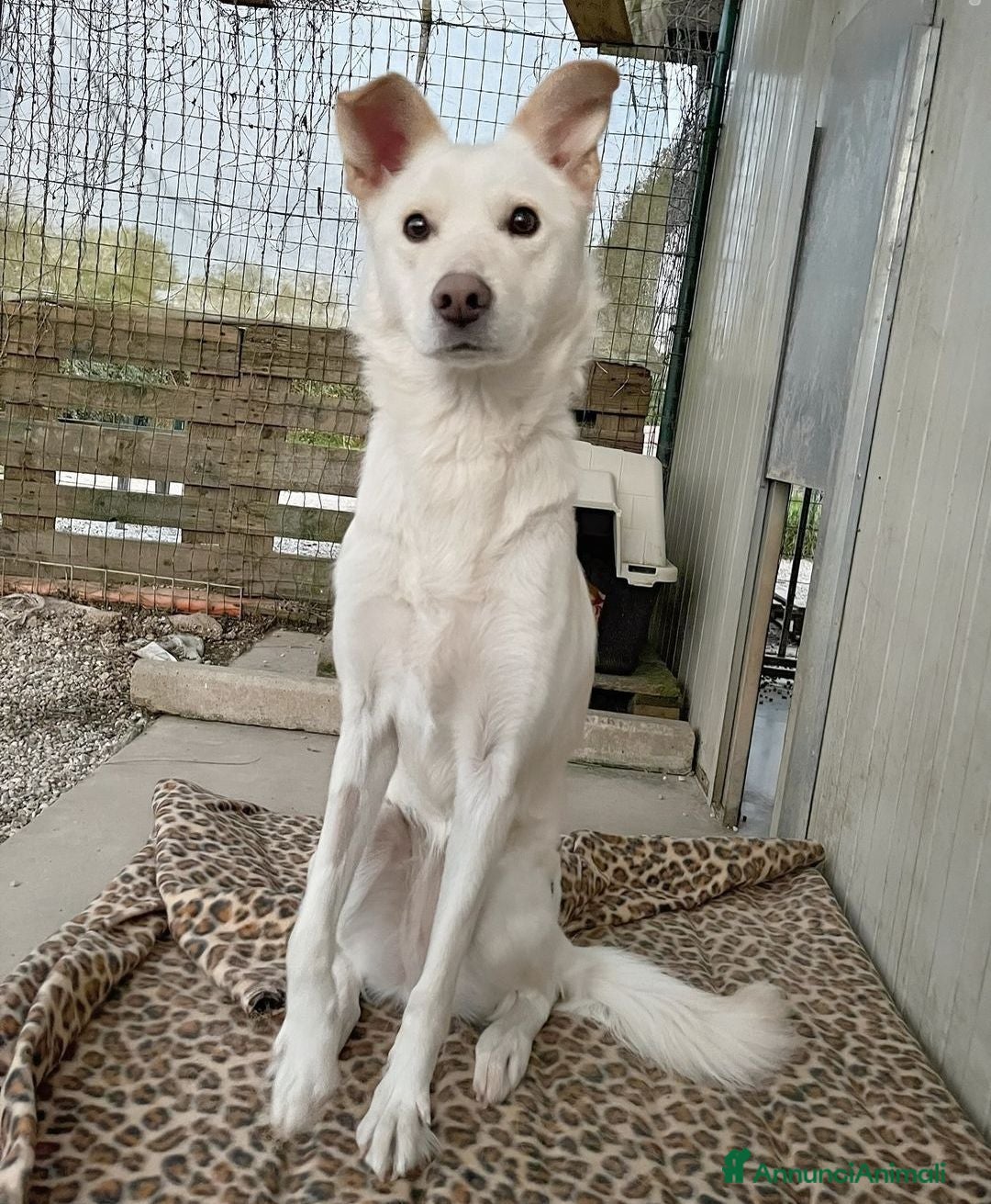 Meticcio cani in regalo: Adotta Alba a Provincia di Treviso - Annuncio 2