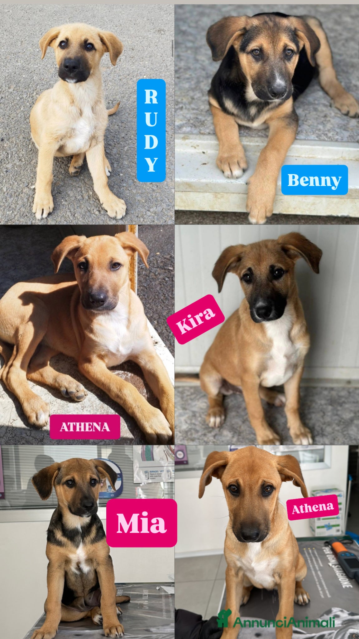 Meticcio cani Cuccioli cercano famiglia - Annuncio 2