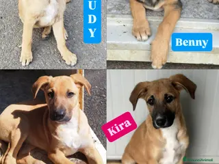 Meticcio cani Cuccioli cercano famiglia - Annuncio 2