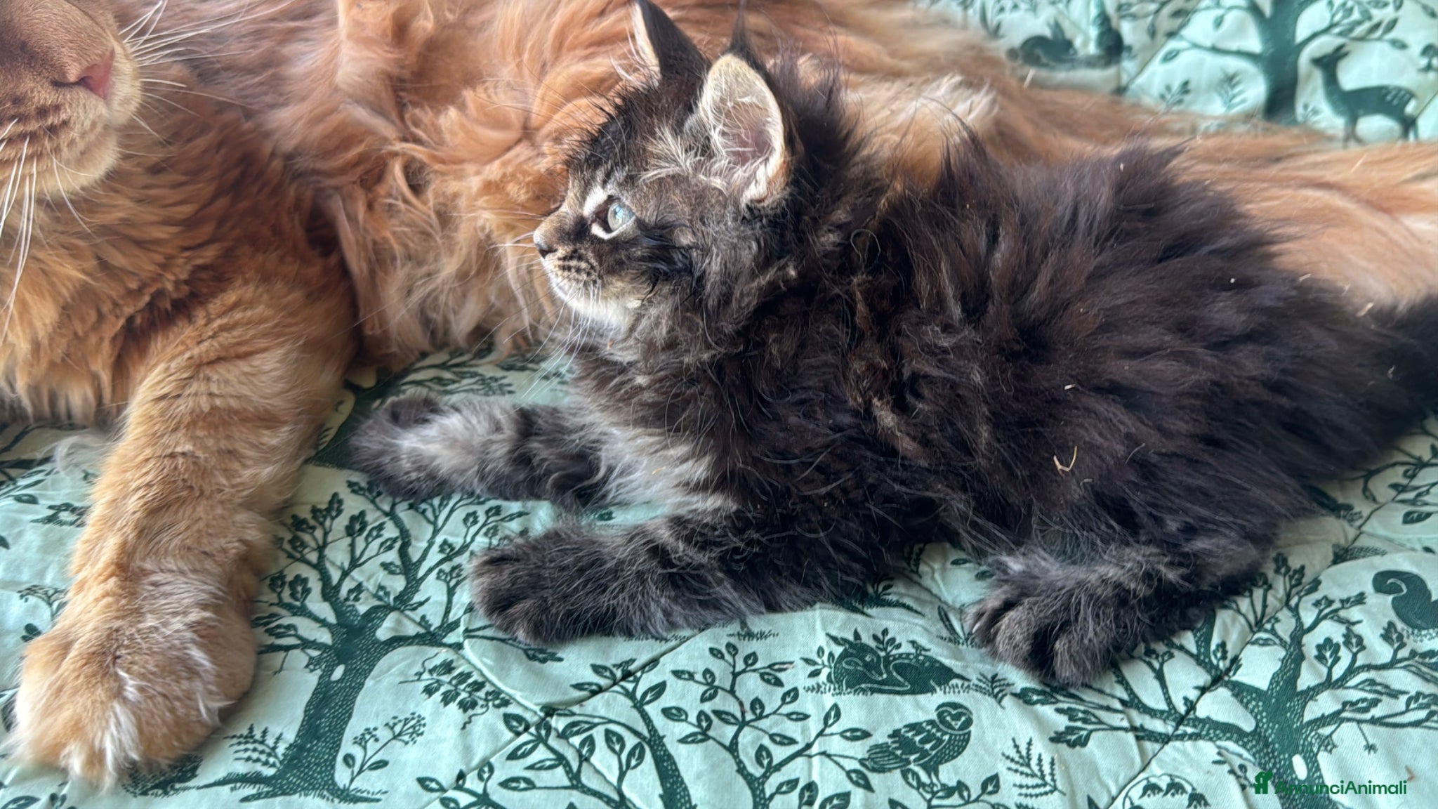 Maine Coon gatti in vendita: Cucciolo maine coon castano bellissimo  - Annuncio 13