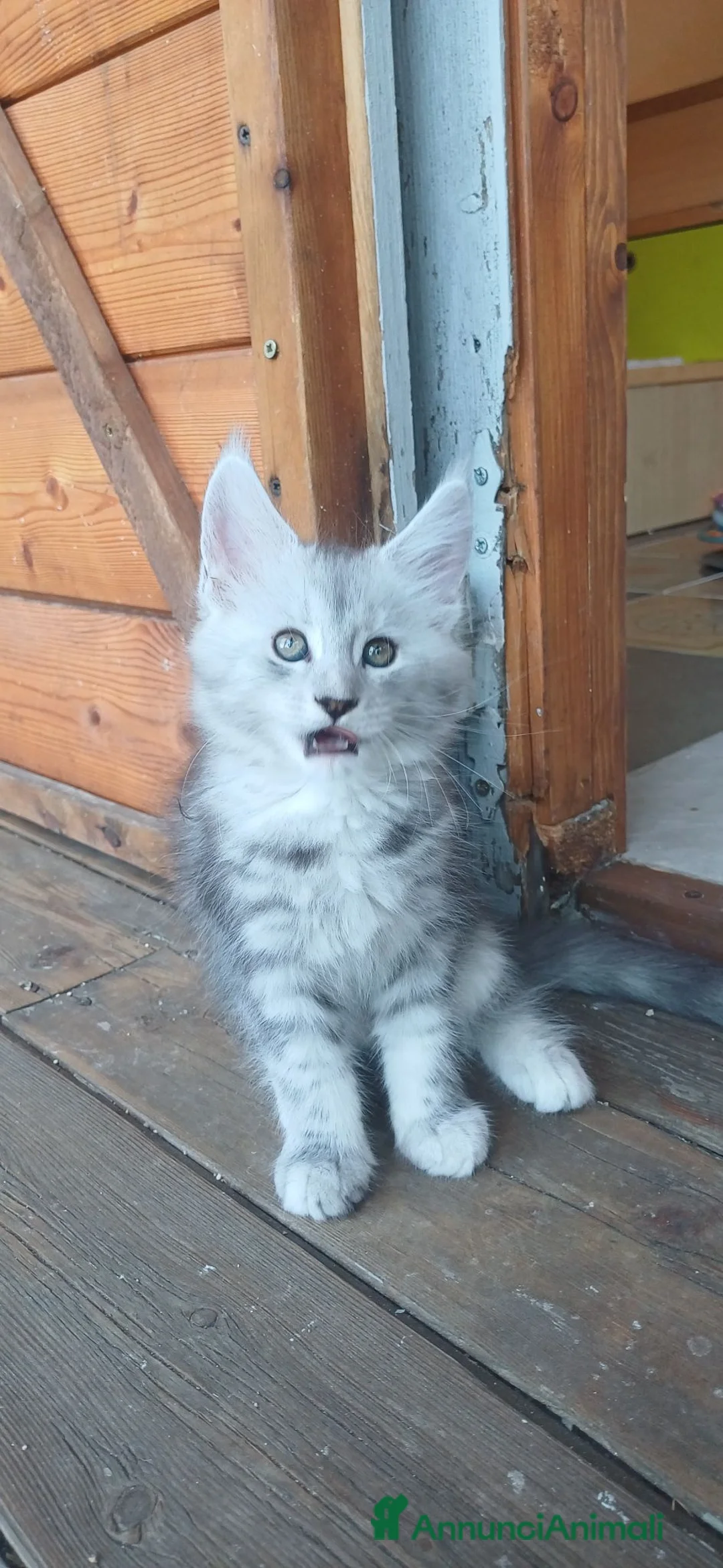 Maine Coon gatti in vendita: Cuccole di Maine Coon con pedigree  - Annuncio 2