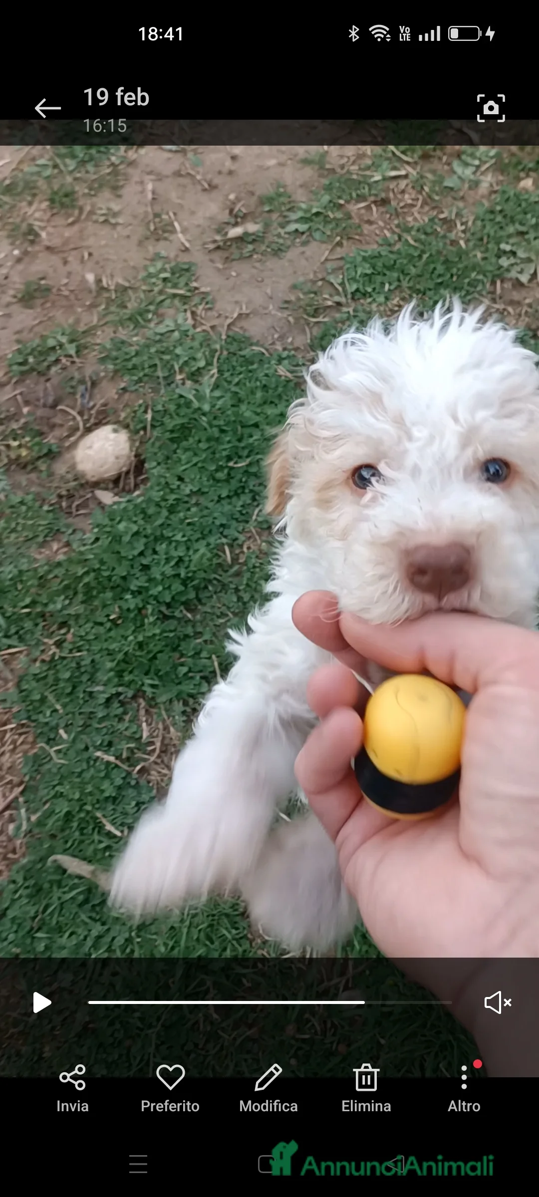 Lagotto cani in vendita: Cucciolo di Lagotto Romagnolo con Pedigree Roi - Annuncio 1