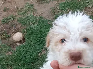 Lagotto cani Cucciolo di Lagotto Romagnolo con Pedigree Roi - Annuncio 1