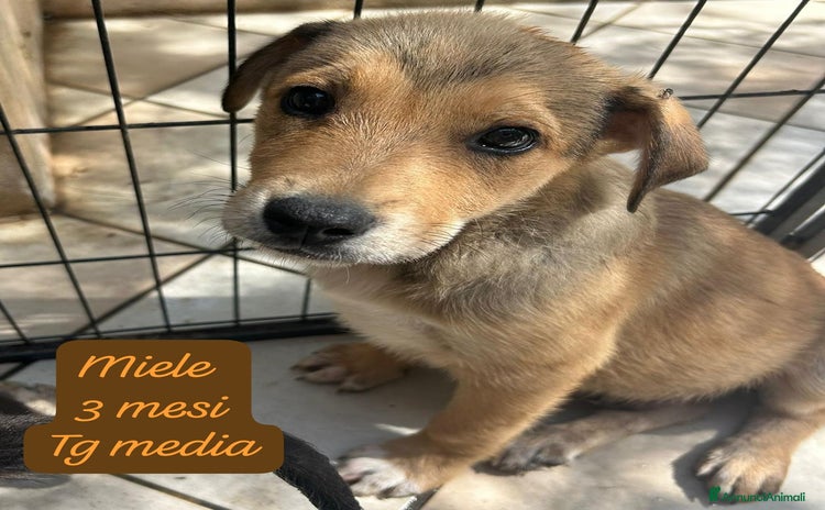 Meticcio cani a Provincia di Pavia - Annuncio 9