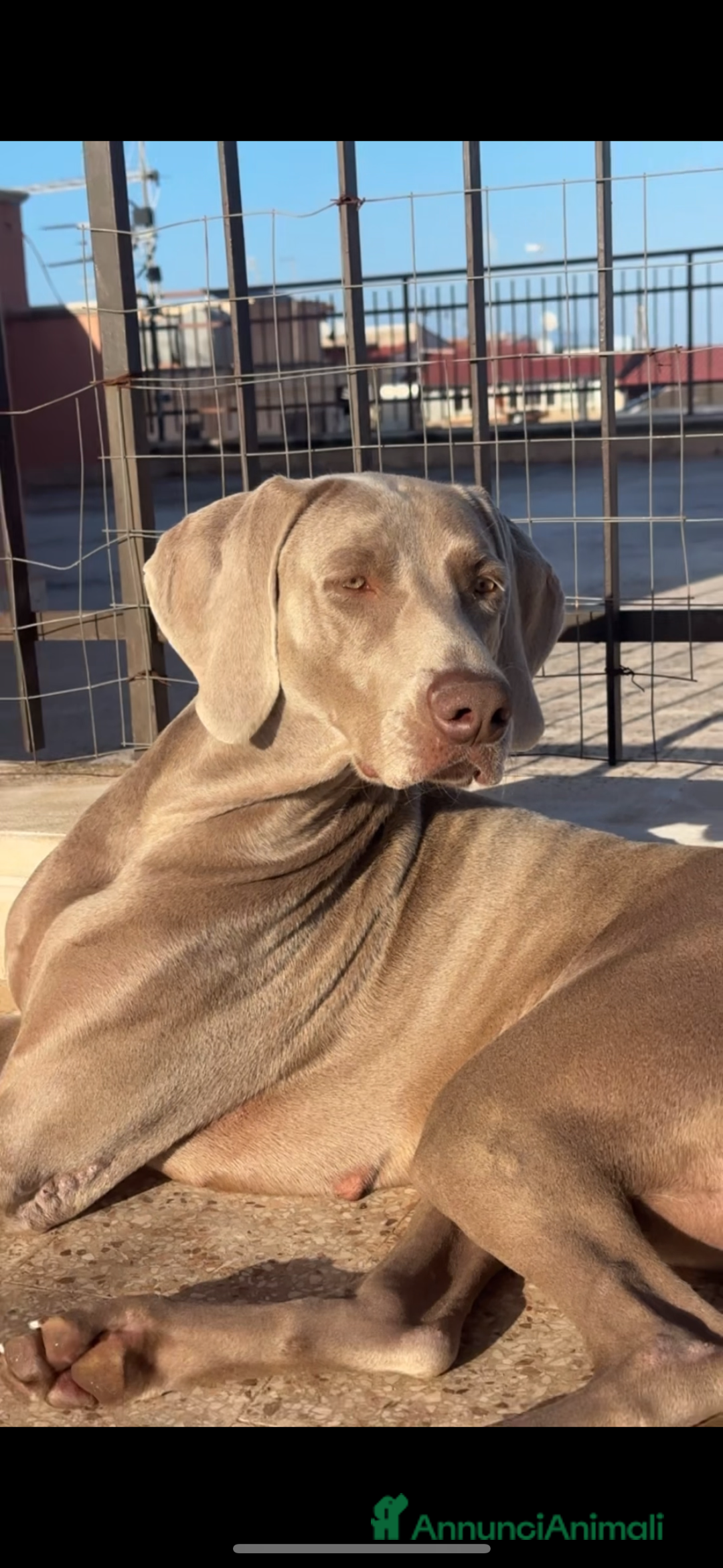 Weimaraner cani in vendita: Cuccioli di Weimaraner  - Annuncio 6