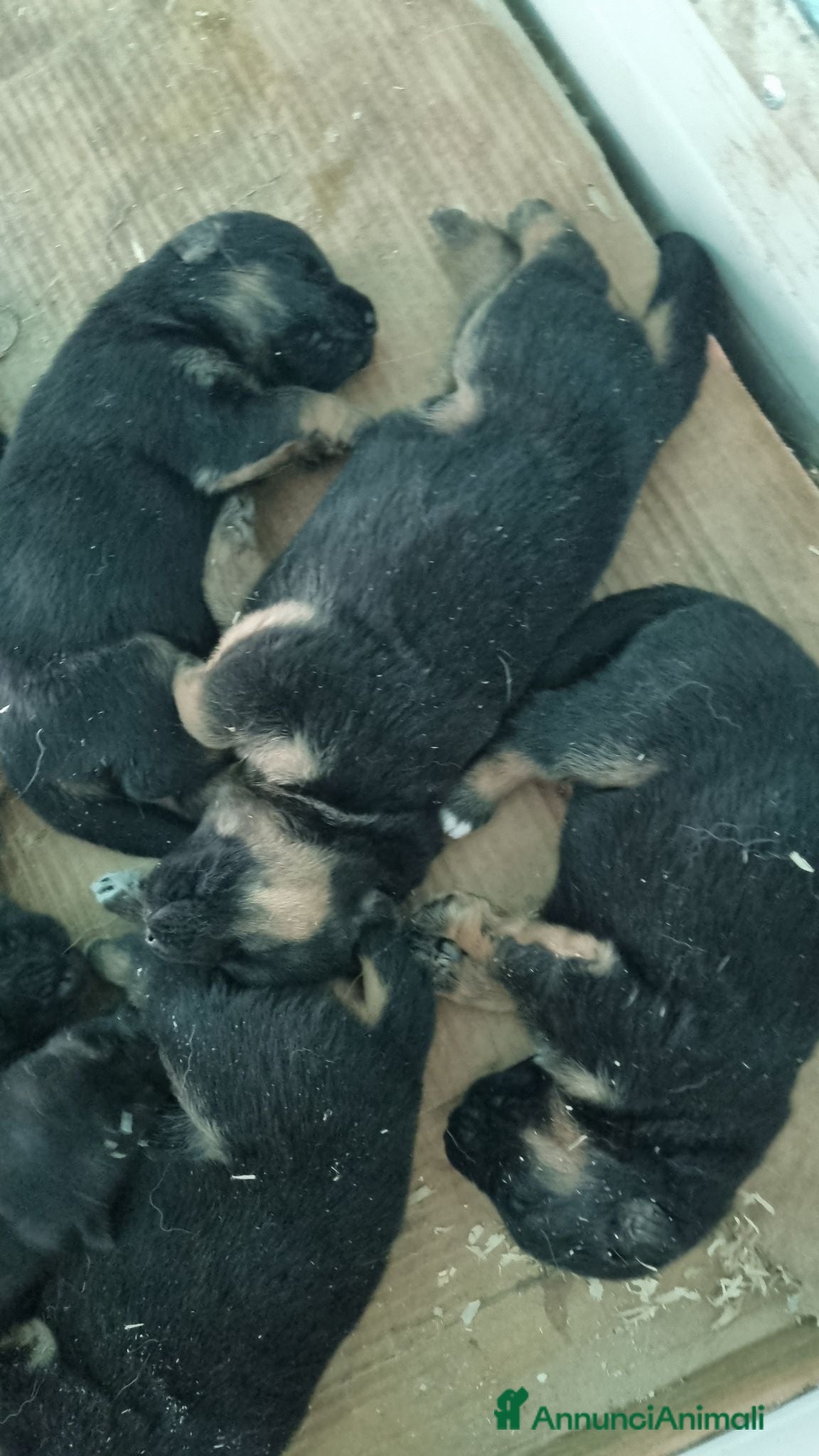 Pastore Tedesco cani cuccioli pastore tedesco - Annuncio 2