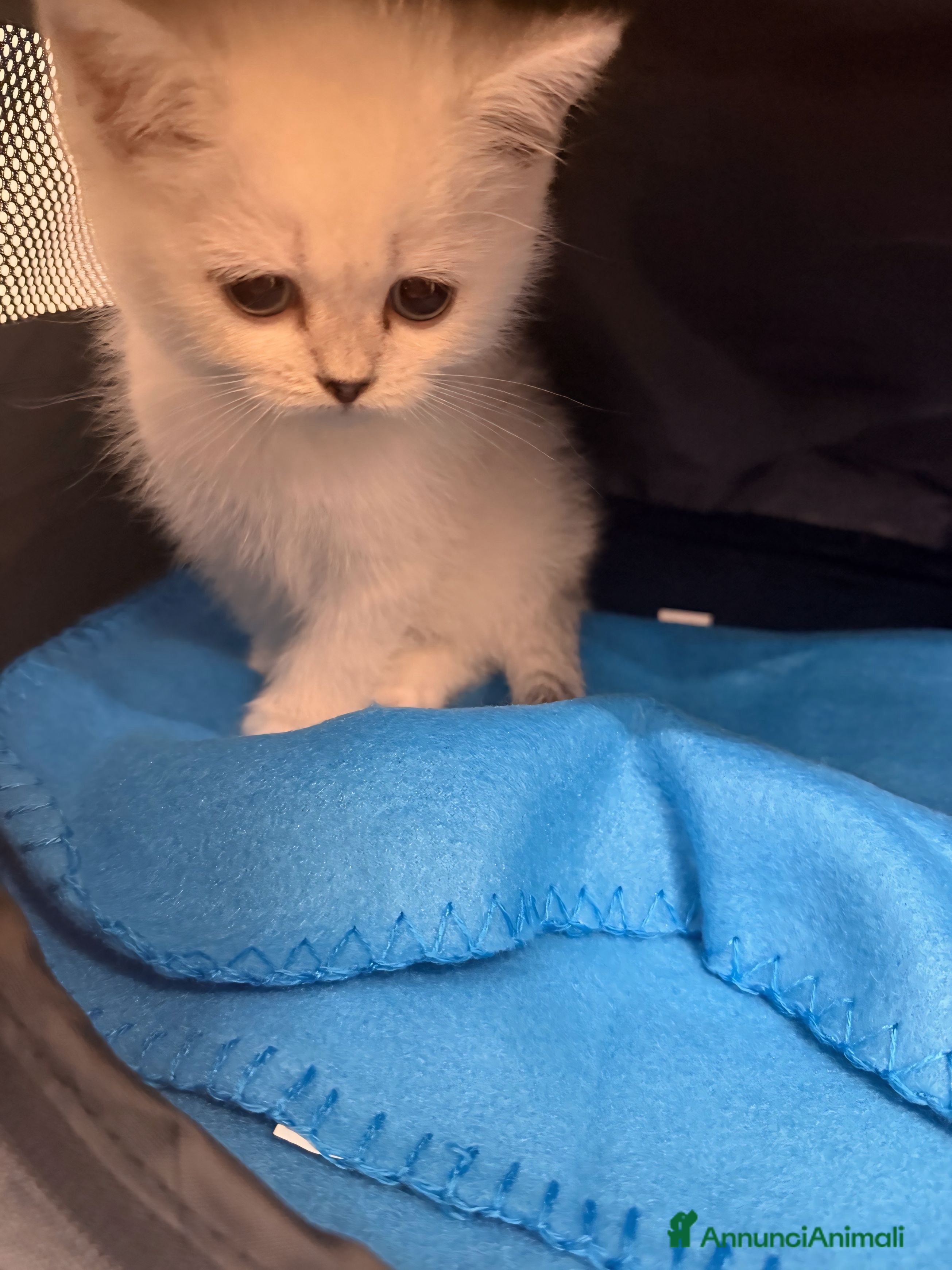 Scottish gatti Scottish Straight  - Annuncio 2