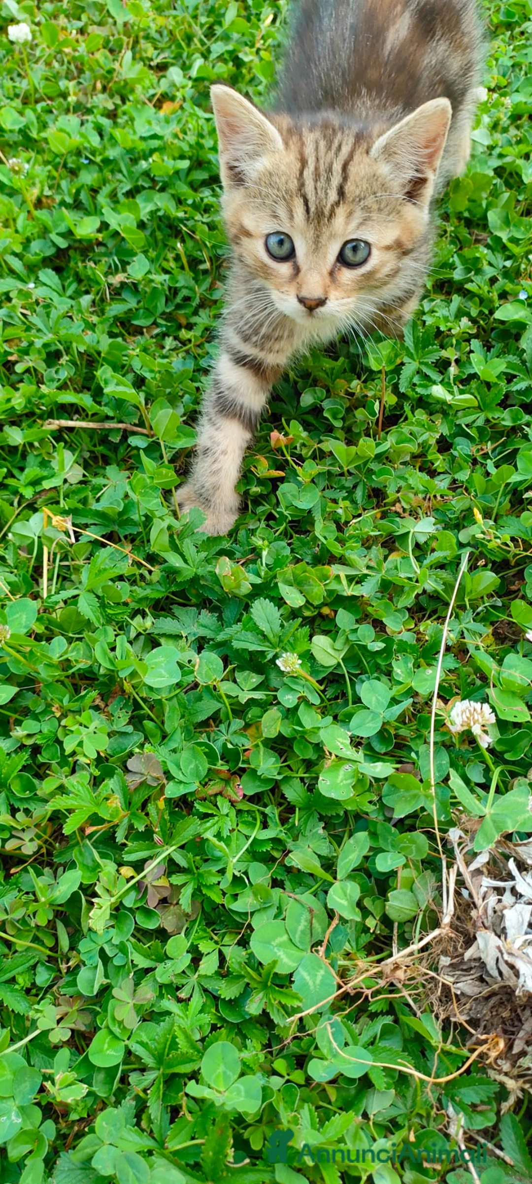 Meticcio gatti in regalo: Piccoli peluches a Provincia di Varese - Annuncio 10