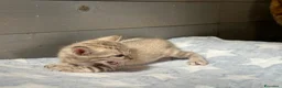 Bengala gatti in vendita: Cuccioli di Bengala - Annuncio 10