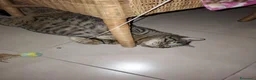 Europeo gatti in regalo: Gatto cerca casa - Annuncio 2