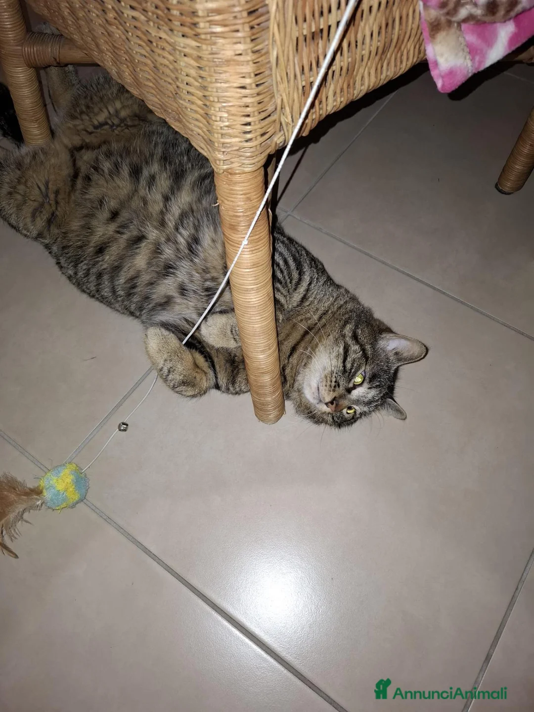 Europeo gatti in regalo: Gatto cerca casa - Annuncio 2