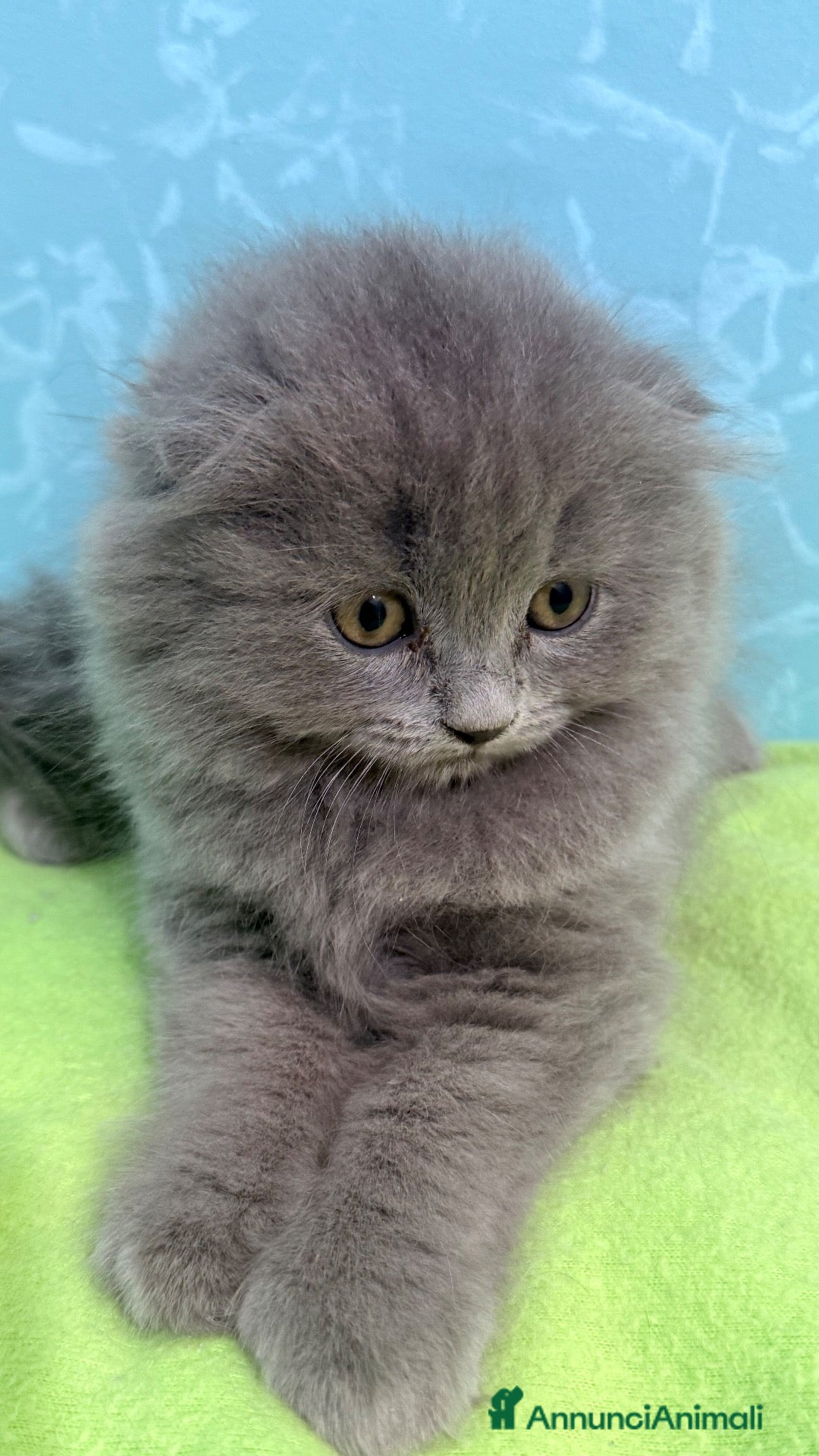 Scottish gatti Gattino scottish fold  - Annuncio 7