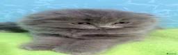 Scottish gatti in vendita: Gattino scottish fold  - Annuncio 1