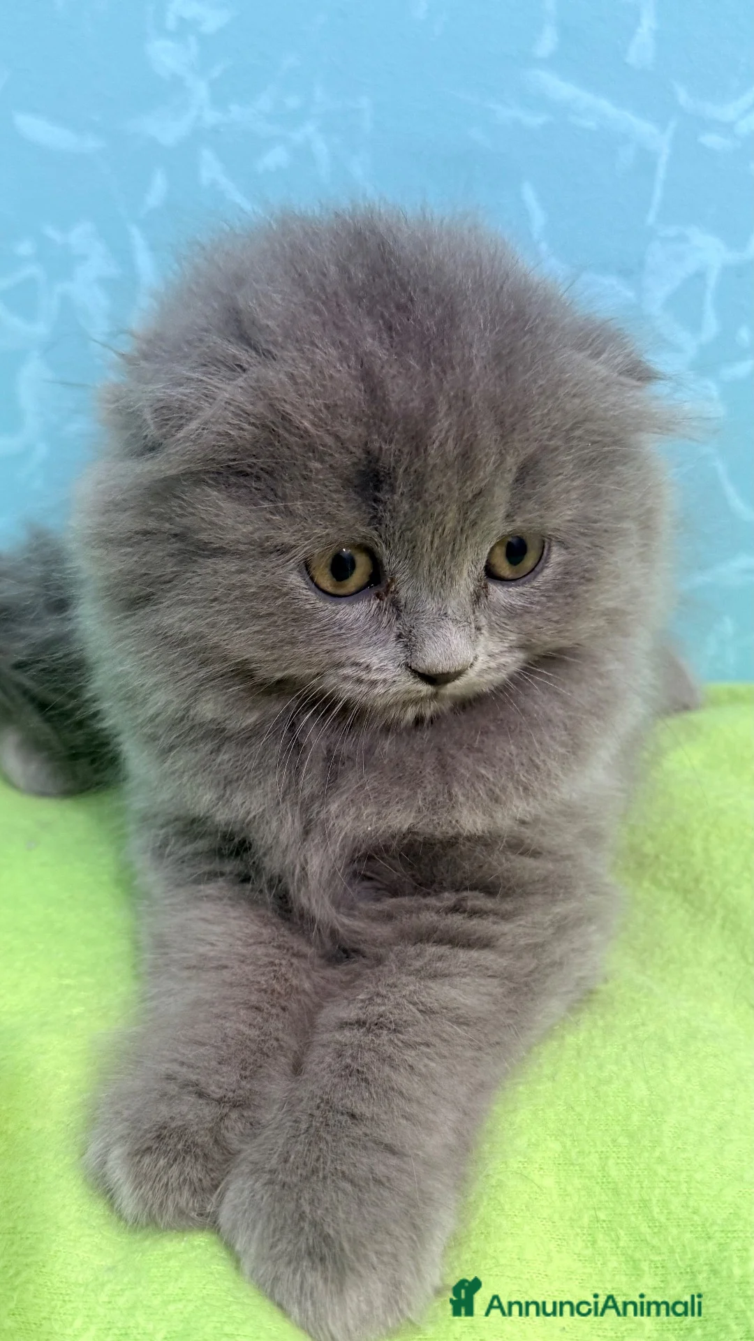 Scottish gatti in vendita: Gattino scottish fold  - Annuncio 1