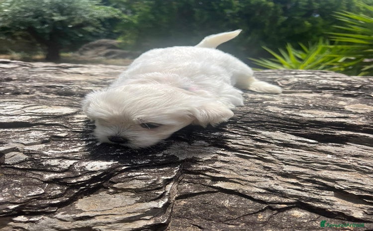 Maltese cani a Provincia di Caserta - Annuncio 1