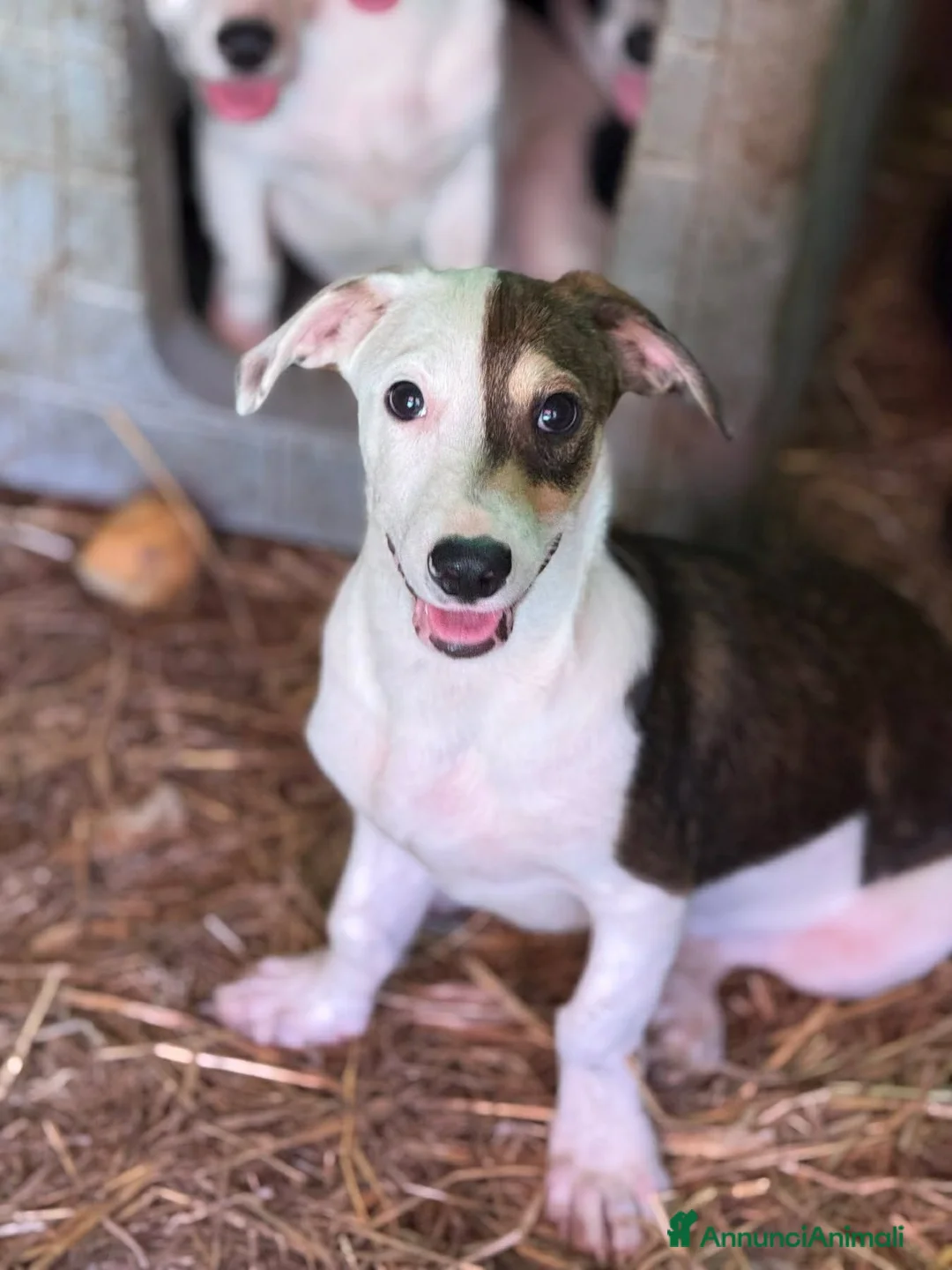 Meticcio cani in regalo: FAN, tenero cucciolo ZAMPACORTA! tg PICCOLA - Annuncio 1