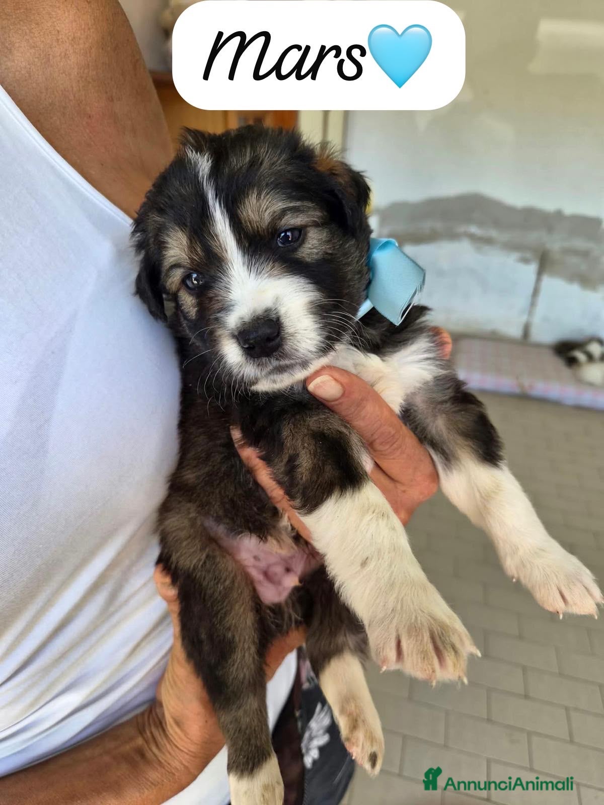 Meticcio cani Mars tenero cucciolo simil pastore australiano  - Annuncio 39