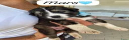 Meticcio cani in regalo: Mars tenero cucciolo simil pastore australiano  - Annuncio 1