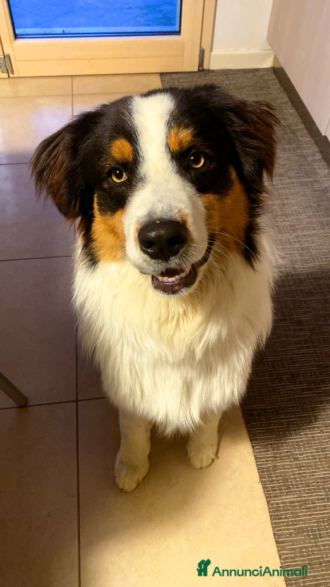 Australian Shepherd cani per accoppiamento: Pastore Australiano black tricolor per monte - Annuncio 4