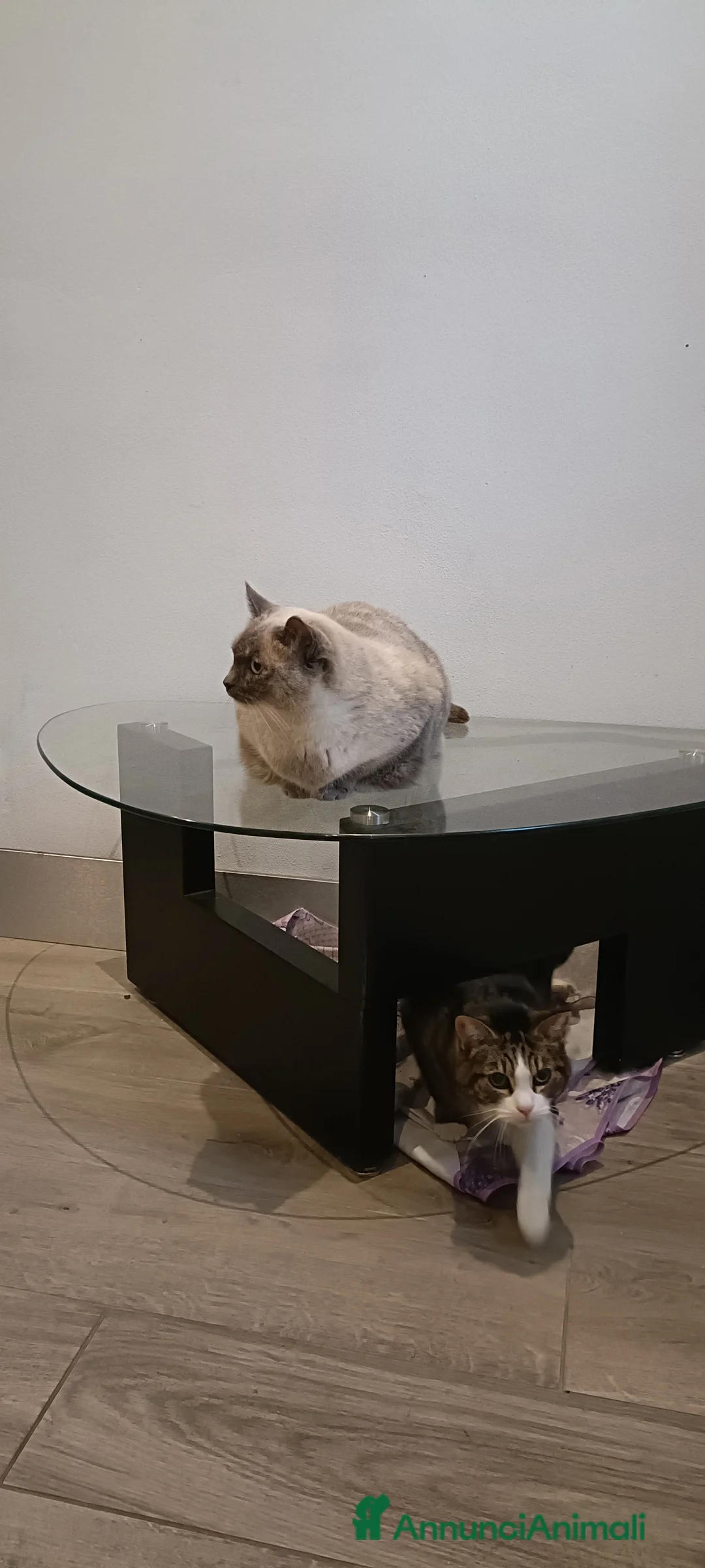 Meticcio gatti in regalo: Sky e Mowgli  - Annuncio 3