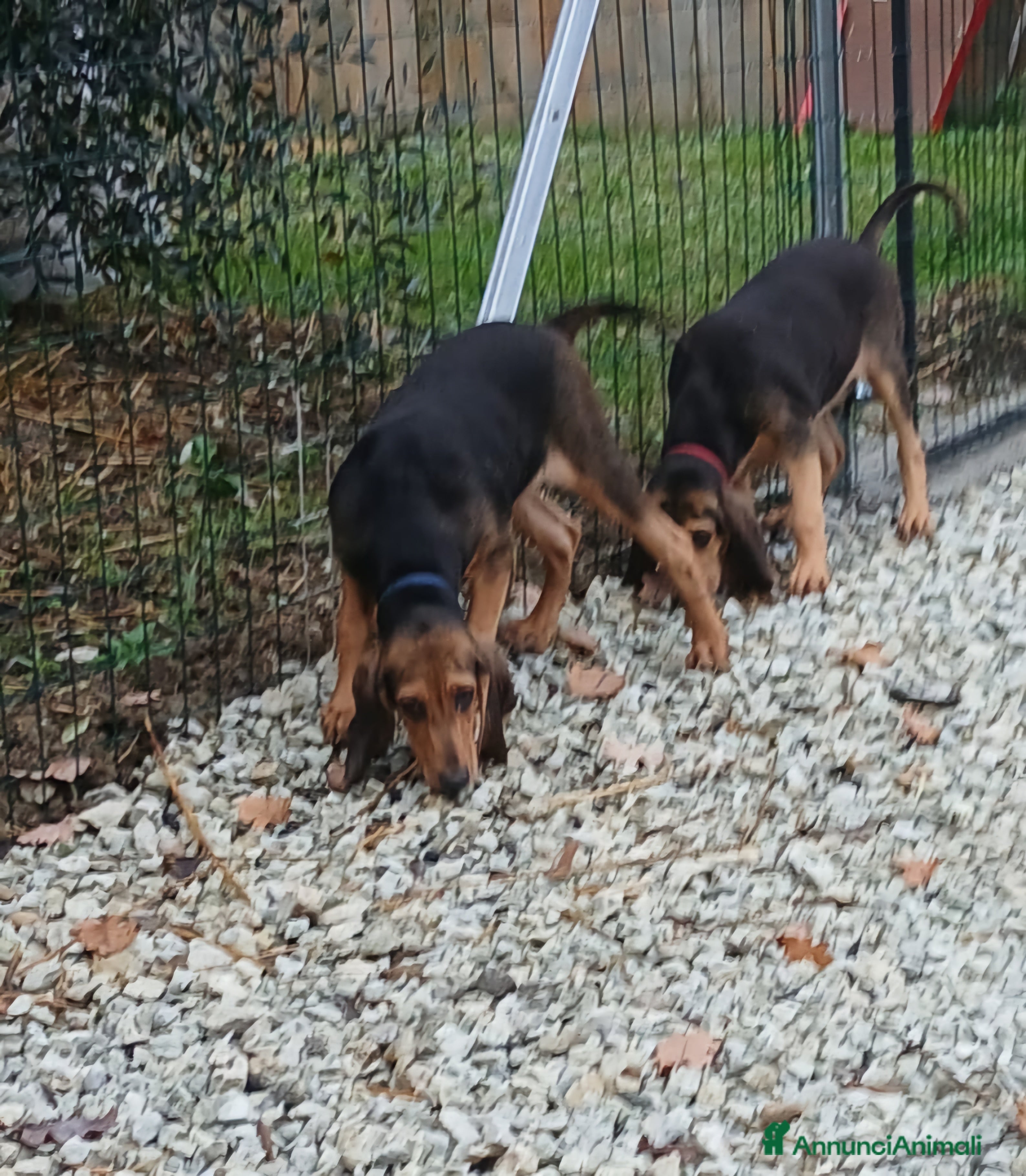 Segugio cani Segugio italiano - Annuncio 1