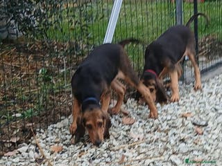 Segugio cani Segugio italiano - Annuncio 28
